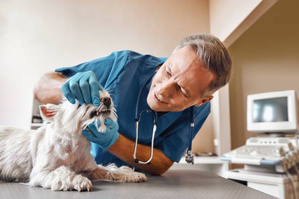 Best Same-Day Emergency Dentist in Martinsburg, PA
